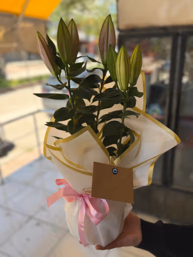 Pembe Saksı Lilyum