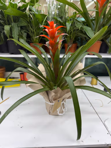Guzmania